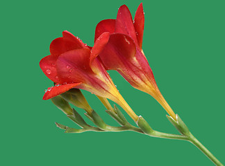 Image showing Red freesia on green background