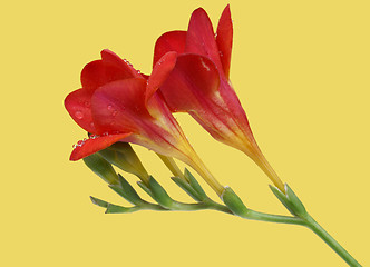 Image showing Red freesia on yellow background