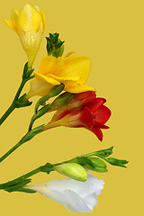 Image showing Colorful freesia on yellow background