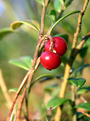 Image showing cowberries