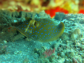 Image showing Thriving  coral reef alive with marine life and shoals of fish, 