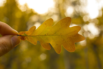 Image showing Oak leaf