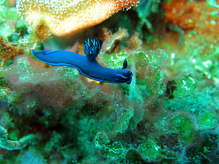 Image showing Thriving  coral reef alive with marine life and shoals of fish, 