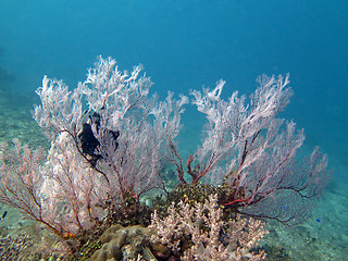 Image showing Thriving  coral reef alive with marine life and shoals of fish, 