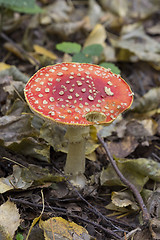 Image showing fly agaric, mushroom