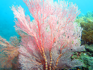 Image showing Thriving  coral reef alive with marine life and shoals of fish, 