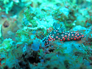 Image showing Thriving  coral reef alive with marine life and shoals of fish, 