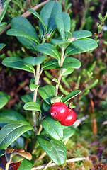 Image showing cowberries