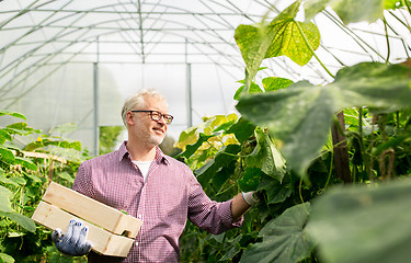 Image showing old man picking cucumbers up at farm greenhouse