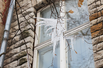 Image showing icicles on tree branch over window