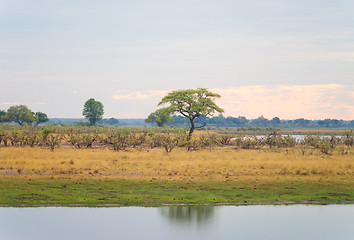 Image showing morning in savannah