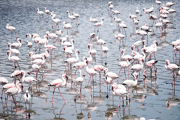 Image showing Flamingoes