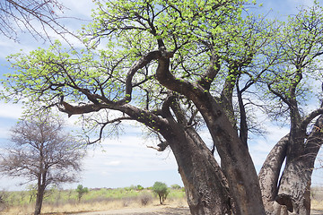 Image showing flowering baobab