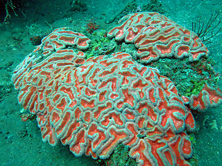 Image showing Thriving  coral reef alive with marine life and shoals of fish, 