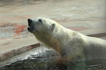 Image showing Adult polar bear in the water