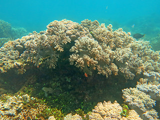 Image showing Thriving  coral reef alive with marine life and shoals of fish, 