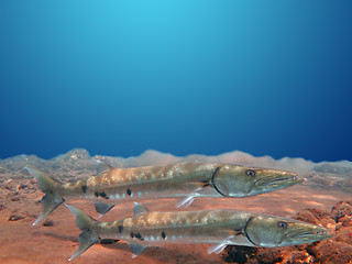 Image showing Great Barracuda fish in ocean Bali          