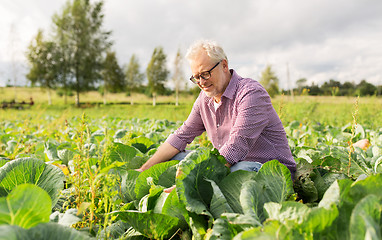 Image showing senior man growing white cabbage at farm