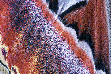 Image showing Moth wing, close-up