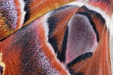 Image showing Moth wing, close-up