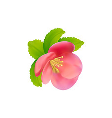 Image showing Flower of Japanese Quince (Chaenomeles japonica) isolated on whi