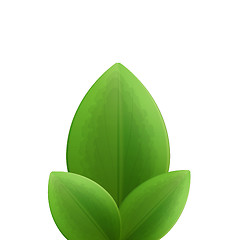 Image showing Illustration of plant three realistic  green leaves isolated on 