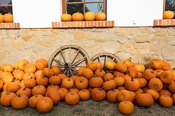 Image showing Ripe autumn pumpkins on the farm