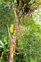 Image showing jackfruit on the tree