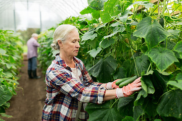 Image showing old woman picking cucumbers up at farm greenhouse