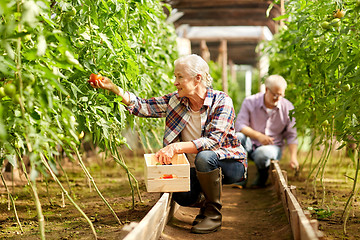 Image showing old woman picking tomatoes up at farm greenhouse