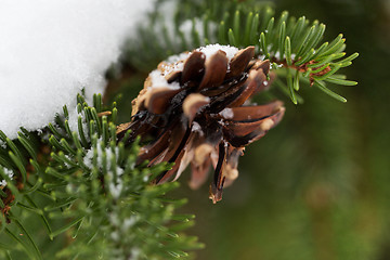 Image showing fir branch with snow and cone in winter forest