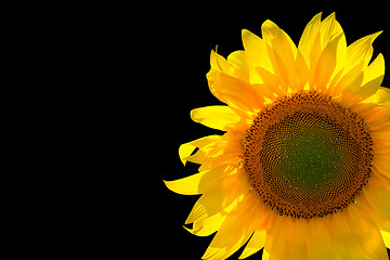 Image showing Sunflower on black