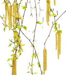 Image showing Spring twigs of birch with young leaves and catkins