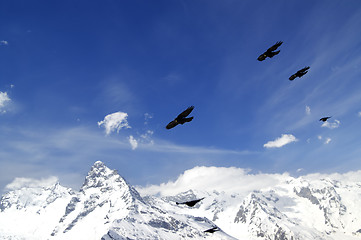 Image showing Flock of Alpine Chough (Pyrrhocorax graculus) flying in winter s