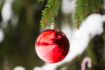 Image showing red christmas ball on fir tree branch with snow