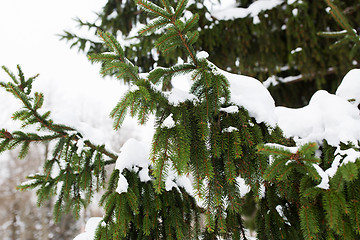 Image showing fir branch and snow in winter forest