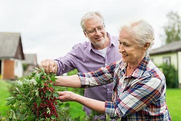 Image showing senior couple harvesting currant at summer garden