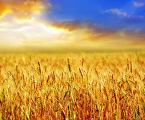 Image showing wheat and sky