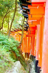 Image showing Red torii gates at Fushimi Inari Taisha. Wishes written in Japanese on the posts.