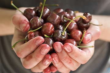 Image showing hands full of fresh ripe cherr