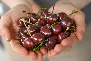 Image showing hands full of cherry