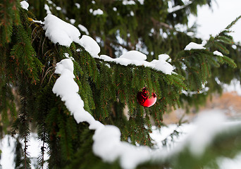 Image showing red christmas ball on fir tree branch with snow