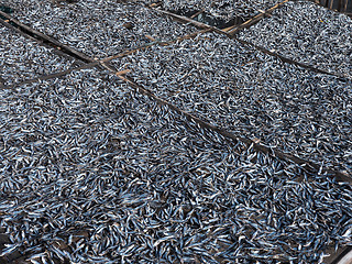 Image showing Fish being dried