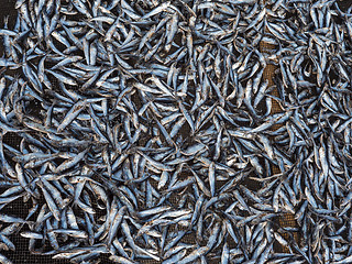 Image showing Fish being dried