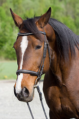 Image showing Race horse