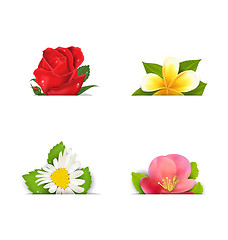 Image showing Beautiful flowers (rose, quince; frangipani), copy space for you