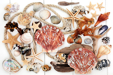 Image showing Seashell Driftwood Rock and Seaweed Collage 