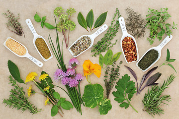 Image showing Fresh and Dried Spice and Herb Collection