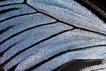 Image showing Butterfly wing, close-up