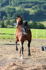 Image showing Race horse